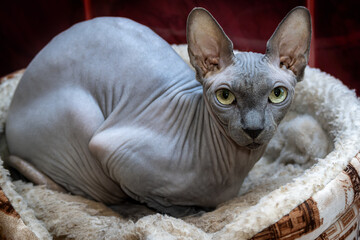 Cute cat of Sphynx breed of gray color with green eyes close-up. Sphynx is cat with big eyes and big ears.