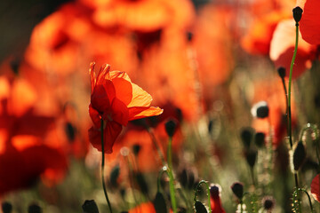 Piękny czerwony kwiat maku polnego w porannych promieniach słońca.  - obrazy, fototapety, plakaty