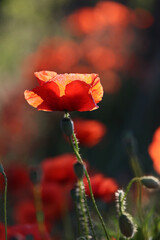 Piękny czerwony kwiat maku polnego w porannych promieniach słońca. 