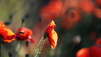 Piękny czerwony kwiat maku polnego w porannych promieniach słońca.  - obrazy, fototapety, plakaty
