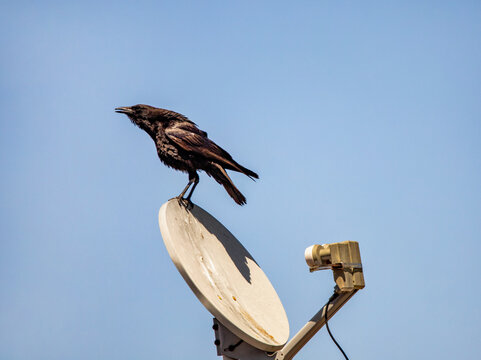 A black crow cawing perched on a round satellite TV antenna. 