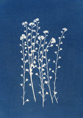 Sun-printing or cyanotype process. Skeleton flowers cyanotype