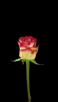 Time lapse of opening red-white Shanti rose with ALPHA transparency channel isolated on black background, vertical orientation