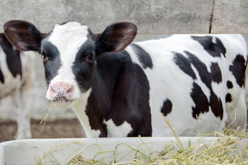 A close-up portrait of a cute spotted eared cow in a pen, which is chewing hay. Ranch household.