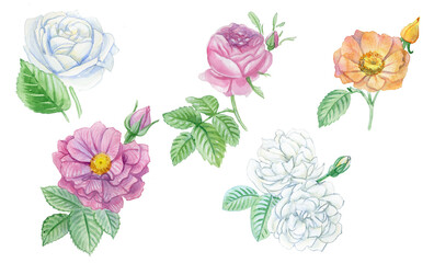 Different variety of roses. Watercolor illustration on white background. 
