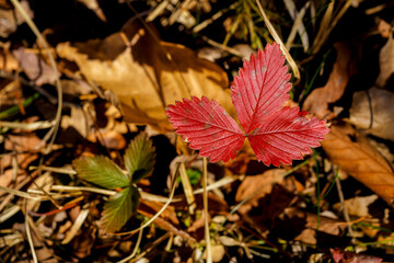 Autumn forest. Close-up. Autumn colored leaves against the background of the rising sun.