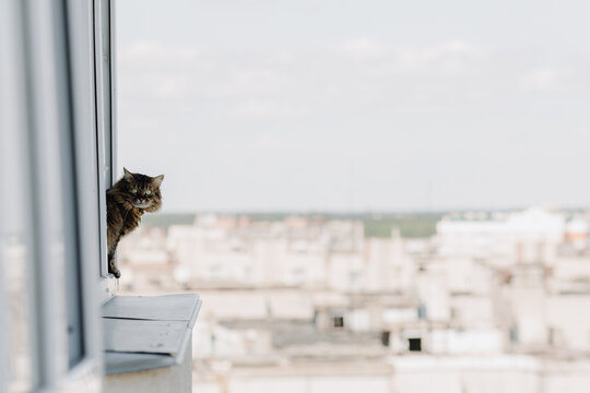 Two Cats on the Balcony Infront of a Cat Net Stock Photo - Image of  britisch, calm: 262517918