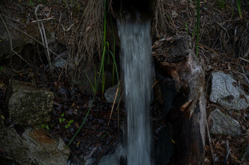 FLOWER,TREE,PLANTS,ANIMALS, LANDSCAPE