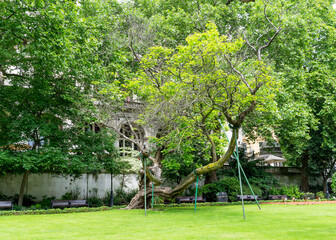 A large tree being held up with wooden supports in a park