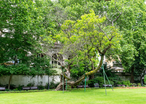 A large tree being held up with wooden supports in a park