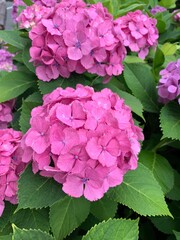 pink hydrangea flowers