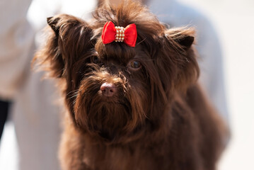 Charming Yorkshire terrier, chocolate color, with a beautiful bow in the bangs