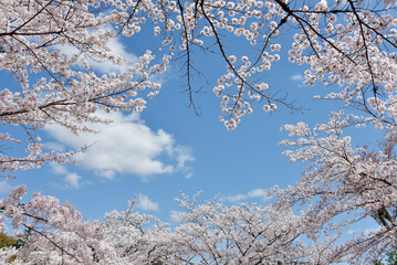 桜と青空