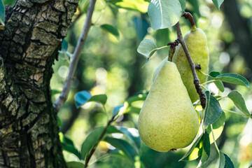 Close-up of ripe lemon pear on the tree.