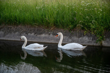 FLOWER,TREE,PLANTS,ANIMALS, LANDSCAPE