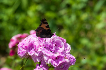 Schmetterling Kleiner Fuchs, Aglais urticae auf einer Bartnelke Blüte