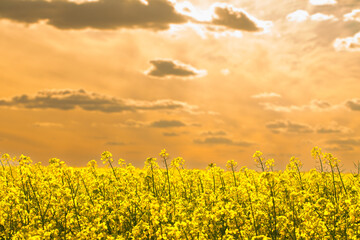 Obraz premium Rapeseed flower close-up, selective focus. Natural yellow floral background.