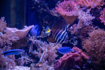 FLOWER,TREE,PLANTS,ANIMALS, LANDSCAPE