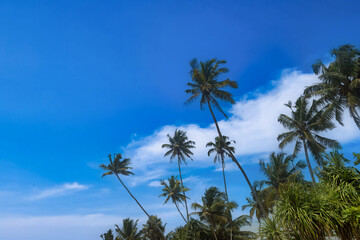 Fototapeta na wymiar Background tropical nature landscape with coconut palm trees on fantastic seascapes, amazing blue sky with clouds for concept of summer vacation and business travel
