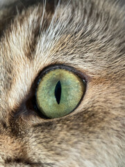 The face of the British shorthair Golden Chinchilla NY25 close-up