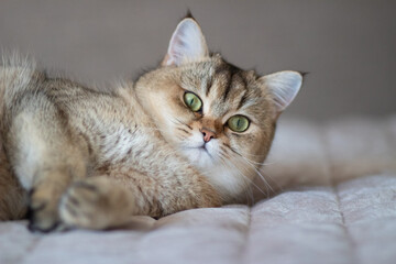 Green - eyed British Shorthair Golden Chinchilla NY25