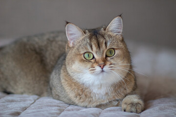 Green - eyed British Shorthair Golden Chinchilla NY25