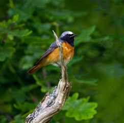 Male Redstart on a dead branch