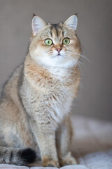 Green - eyed British Shorthair Golden Chinchilla NY25