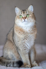 Green - eyed British Shorthair Golden Chinchilla NY25