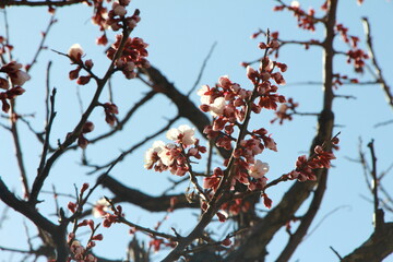 梅