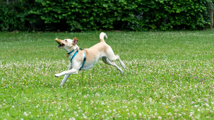 Adorable young Labrador cross dog, white and ginger, running with a stick in its mouth, in the middle of nature