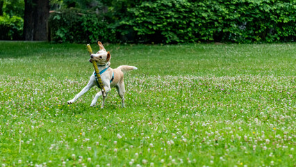 Adorable young Labrador cross dog, white and ginger, running with a stick in its mouth, in the middle of nature