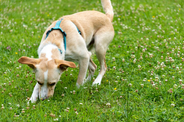 Naklejka na ściany i meble Adorable young red and white Labrador cross dog sniffing around in the lawn
