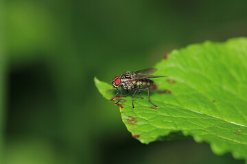 Naklejka premium calliphora vicina fly macro photo