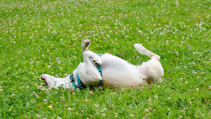 Adorable young red and white Labrador cross dog rolling around in the lawn