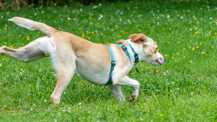 Adorable young labrador cross dog, white and red, in the middle of a race, in the middle of nature