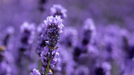 lavender flowers in the garden