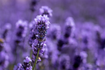 Fototapeta premium lavender flowers in region