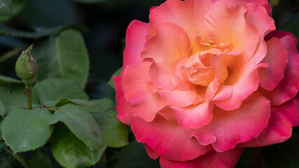 In the garden, in spring, pretty pink rosebush, ornamental plant