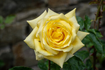 yellow rose