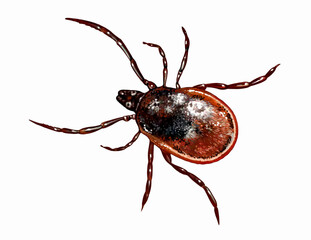 Tick, suborder Metastigmata (Ixodida, Ixodidae)