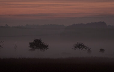 Abenddämmerung in Wiese und Wald mit Stromleitungen in Nebelschwaden 