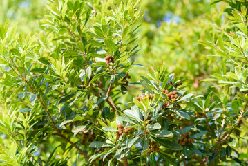 Young fruit of Japanese bayberry, on the tree