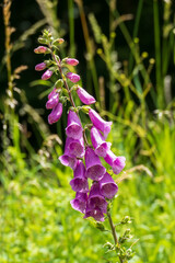 Roter Fingerhut Blüte, Digitalis purpurea mit unscharfem Hintergrund