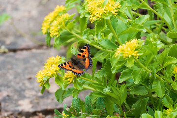 Schmetterling Kleiner Fuchs, Aglais urticae auf immergrüner Fettblatt Blüte