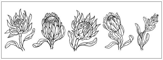 Set of linear sketches of protea flowers.Vector graphics.