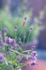 lavender blossoming in sunlight. High quality photo