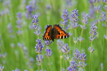 Schmetterling Kleiner Fuchs, Aglais urticae auf einer Lavendel Blüte