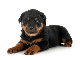 puppy rottweiler in studio