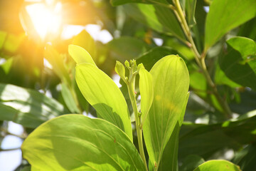 Beautiful Green tree, Sydney Australia, bright green Earleaf acacia flowers of acacia auriculiformis tree, also known as auri, earleaf acacia, earpod wattle, northern black wattle, Papuan wattle
